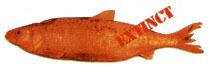 Long-jawed cisco.